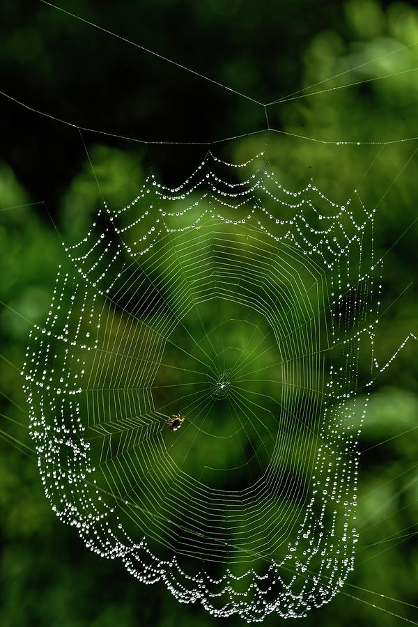 Web of Jewels Photograph by Heidi Fickinger