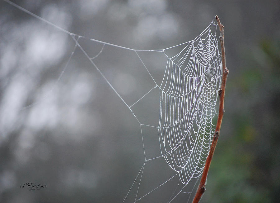 Web Stretch to catch the morning dew by RD Erickson Web Stretch to catch the morning dew by RD Erickson