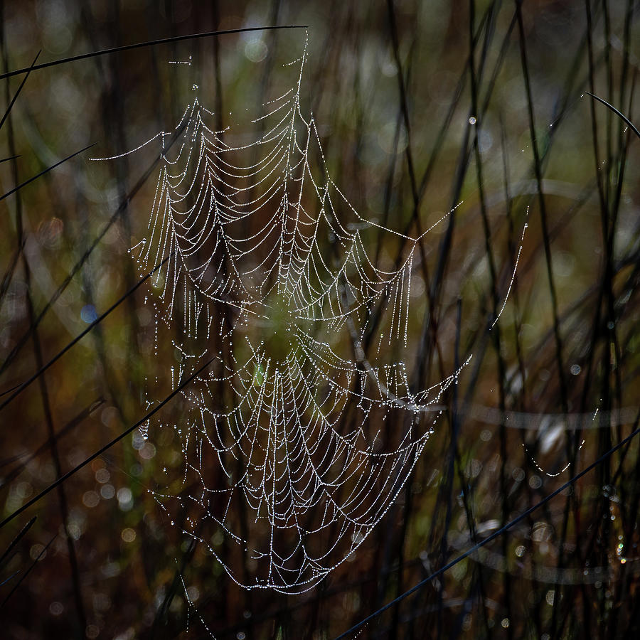 Web with Dew Photograph by Bradford Martin