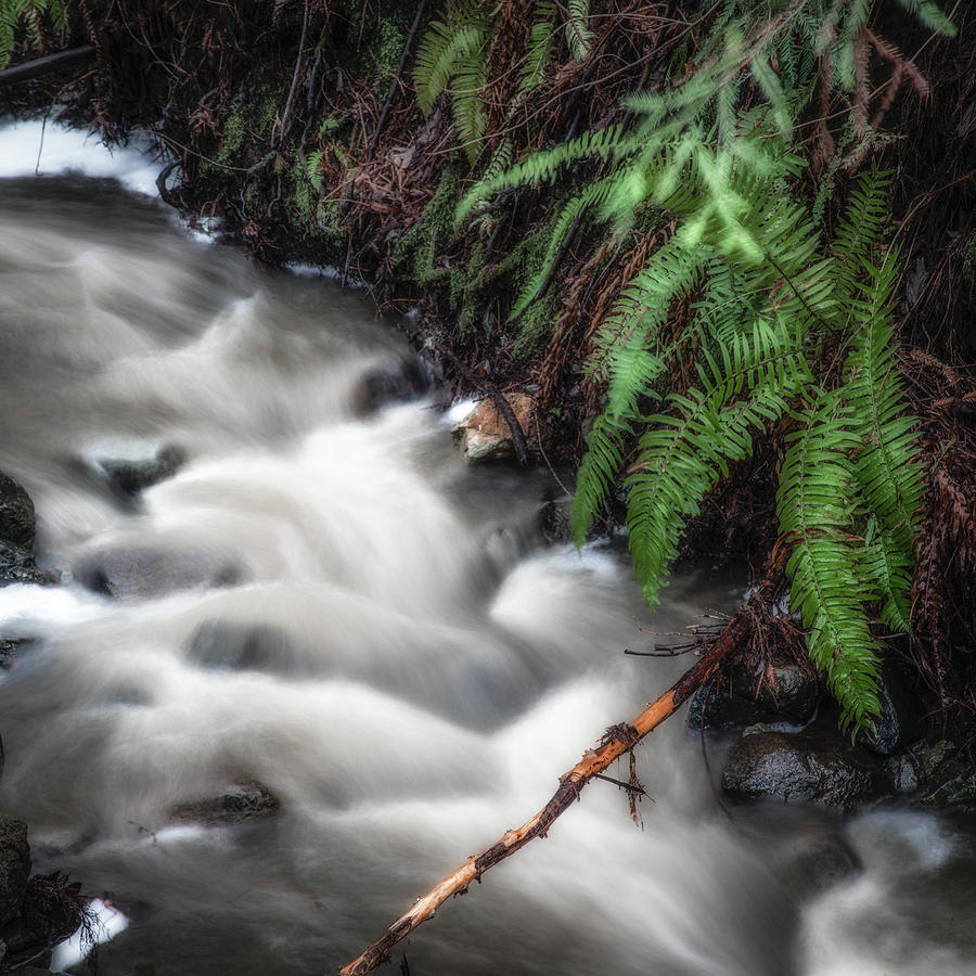 Webb Creek and ferns Photograph by Donald Kinney