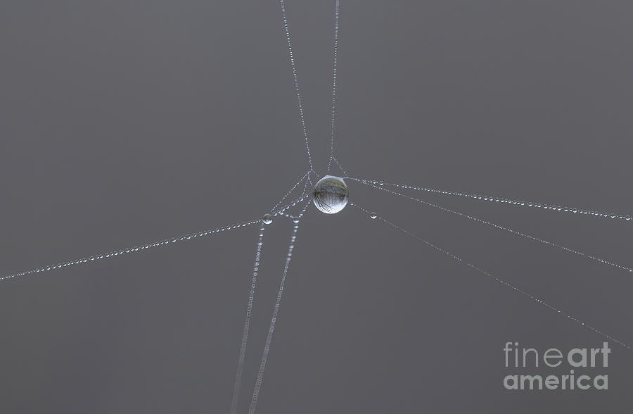 Webs After the Rain Photograph by Diane Diederich