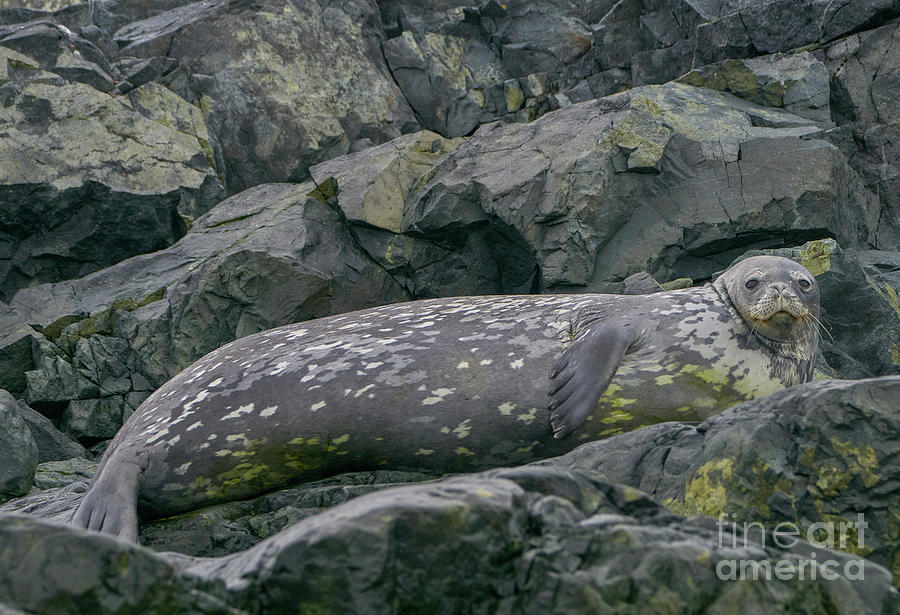 Weddell Seal Photograph by Brian Kamprath