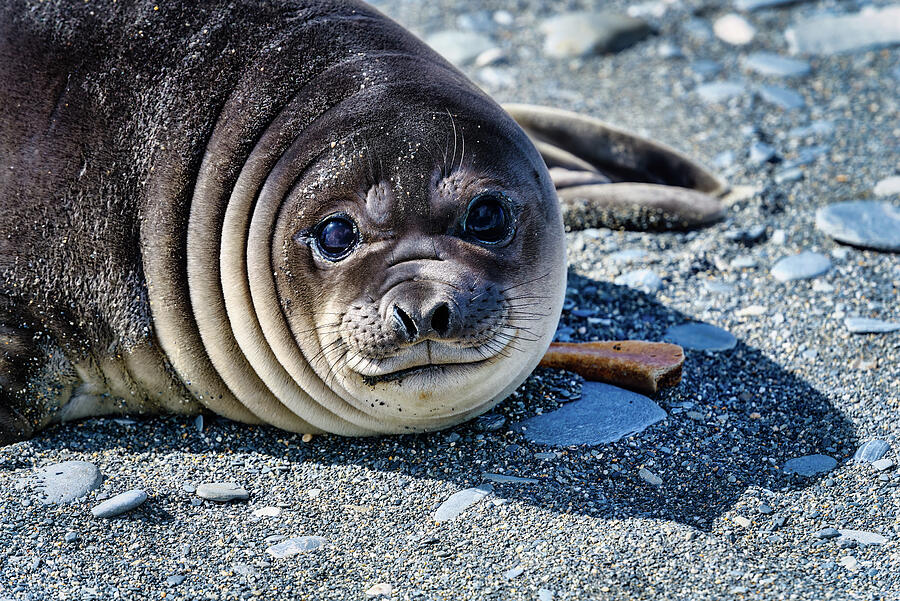 Weddell Seal Photograph By Jan Fijolek Fine Art America   Weddell Seal Jan Fijolek 