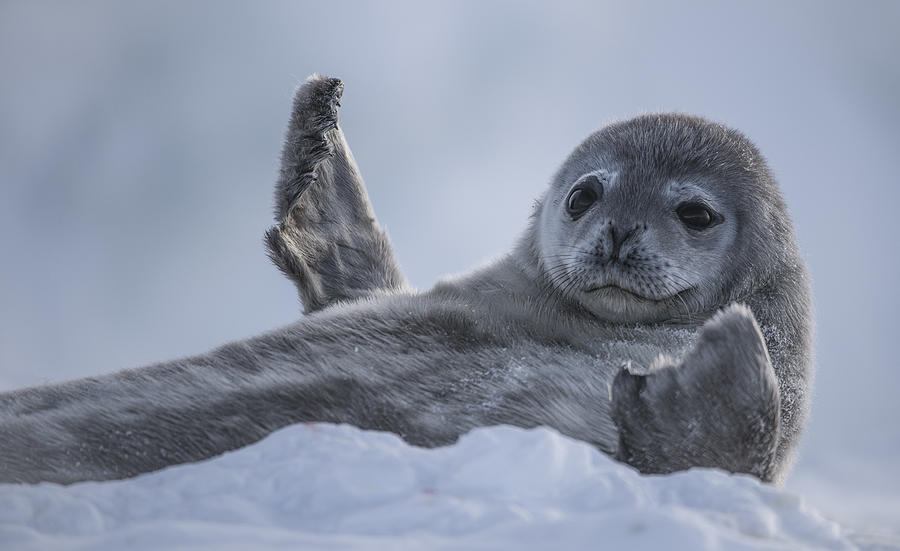 Weddell Seal, (Leptonychotes weddellii), single seal pup lying on ice Photograph by John Brown Weddell Seal, (Leptonychotes weddellii), single seal pup lying on ice Photograph by John Brown