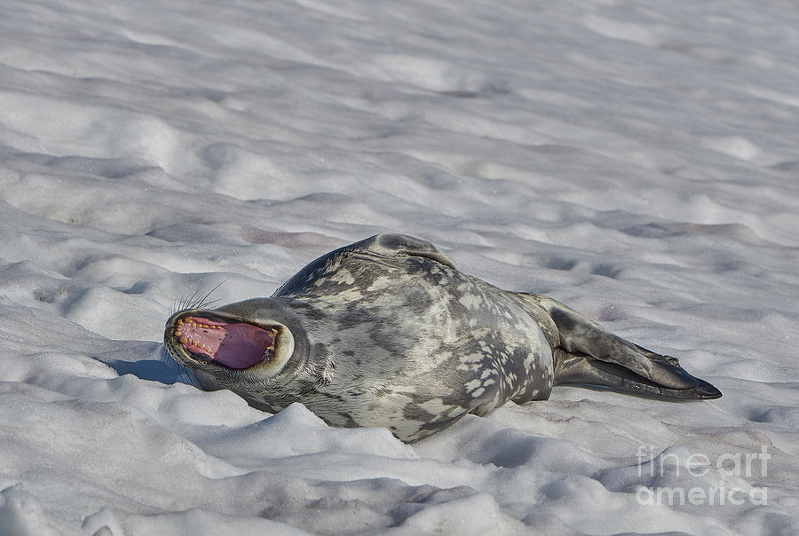 Weddell Seal Yawn Photograph by Brian Kamprath