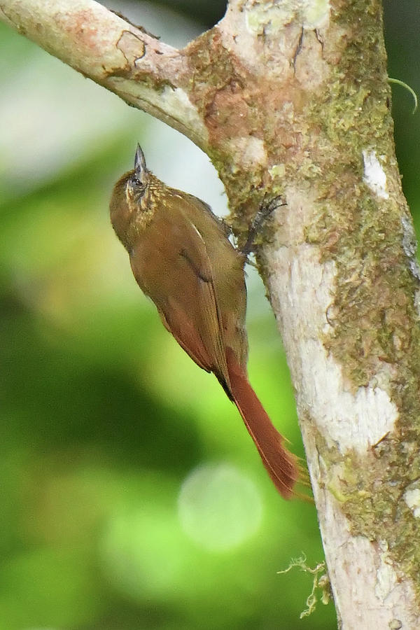 Wedge-billed Woodcreeper Photograph by Alan Lenk