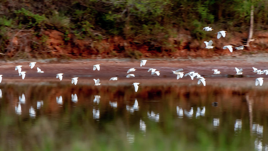 Wedge of Great Egrets Photograph by Debra Martz