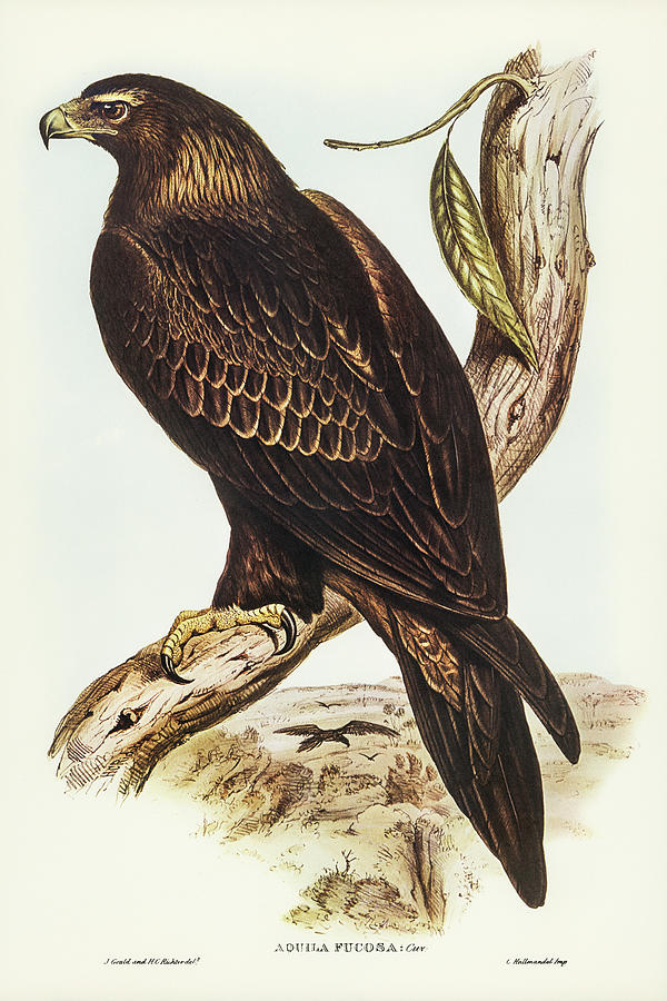 John Gould Drawing - Wedge-tailed Eagle, Aquila focosa by John Gould