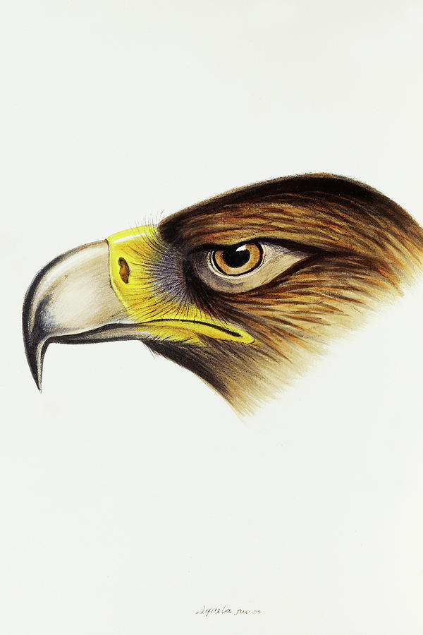 John Gould Drawing - Wedge-tailed Eagle, Aquila fucosa by John Gould