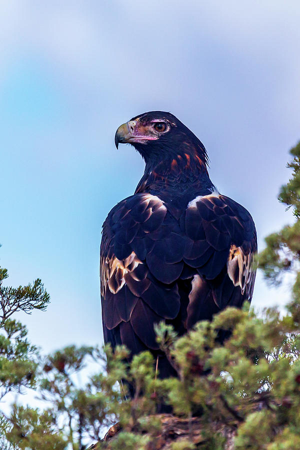 Wedge Tailed Eagle Photograph by Robert Caddy