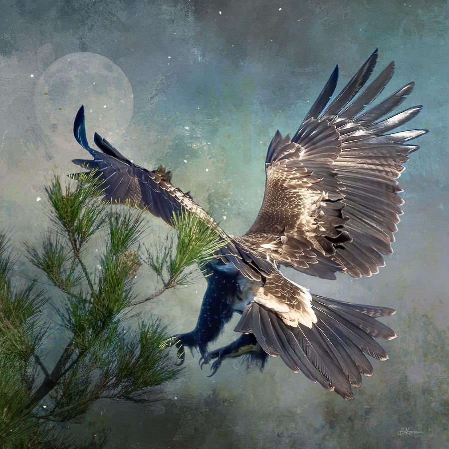 Wedge Tailed Eagles Display of Feathers Digital Art by Cindy Collier Harris