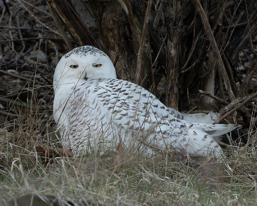 Wednesdays Owl Photograph by Wade Aiken
