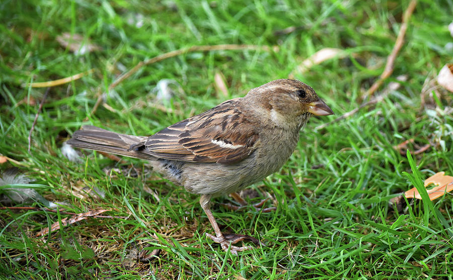 Wee Sparrow Photograph by Maria Keady - Fine Art America