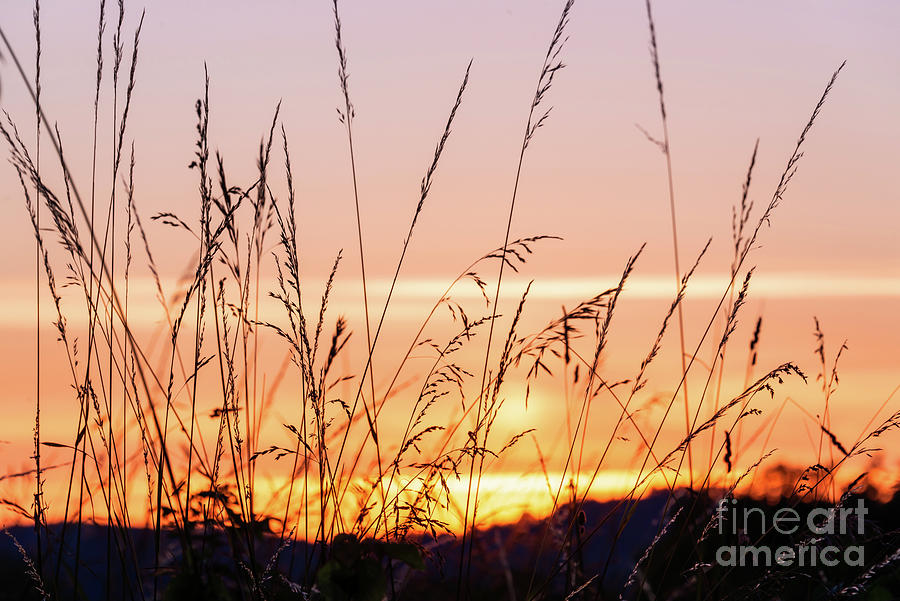 Reed grass at sunset Photograph by Delphimages Photo Creations