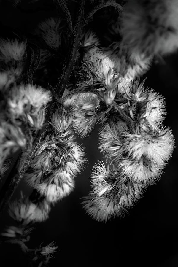 Weed In Black and White Photograph by Greg and Chrystal Mimbs | Fine ...