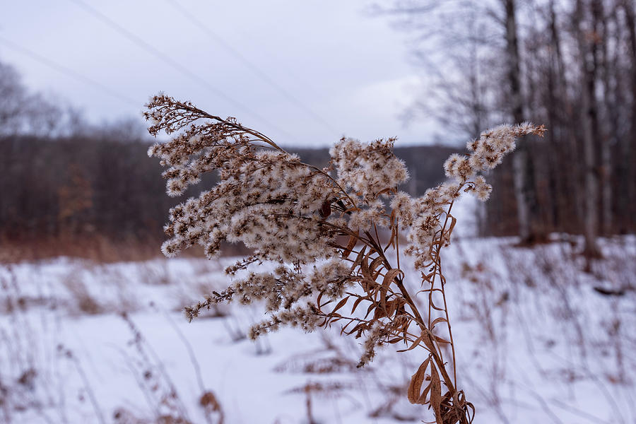 Weed in the Cold winter Photograph by Nathan Wasylewski