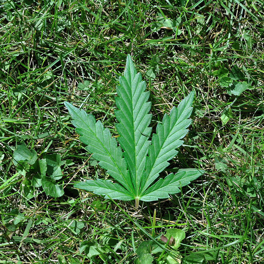 Weed in the Grass Photograph by Luke Moore