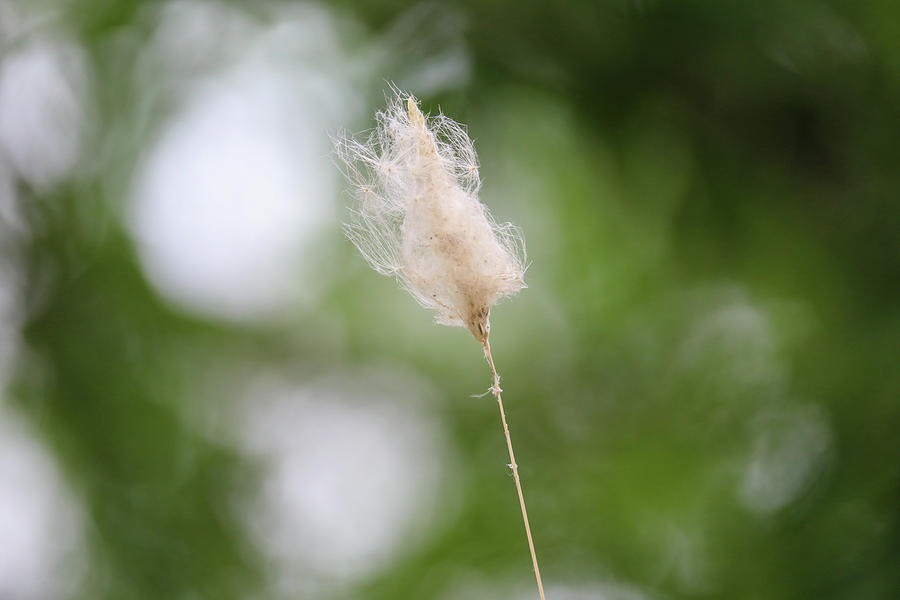 Weed In The Wind Photograph