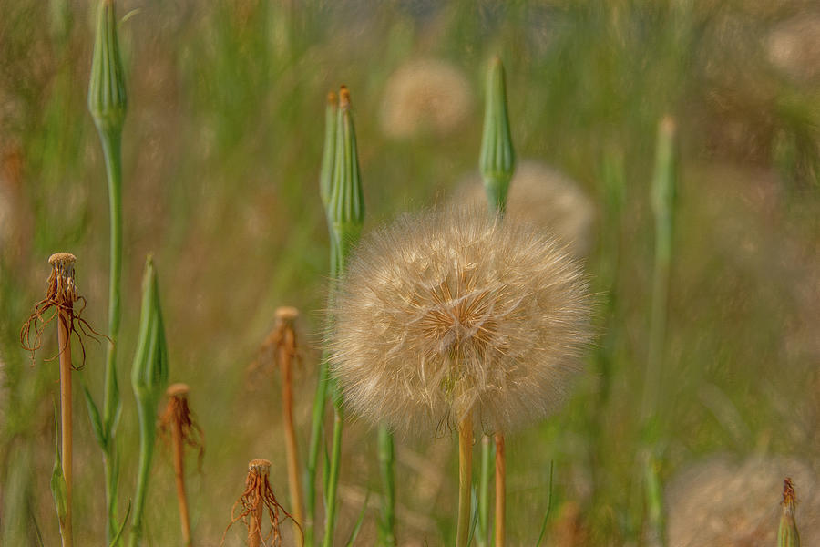 Weed or Wonder? Photograph by Marcy Wielfaert