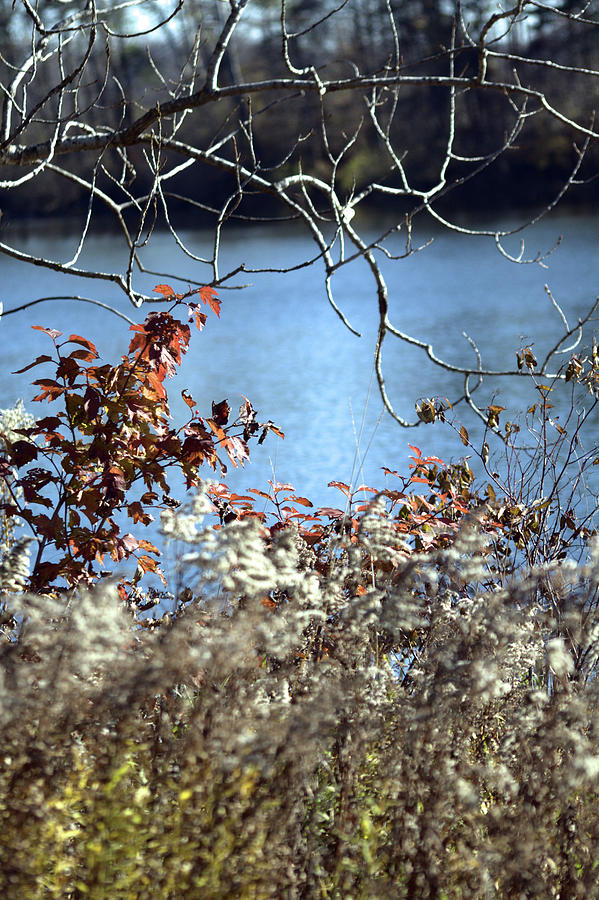 Weeds And Trees Across The Water Photograph