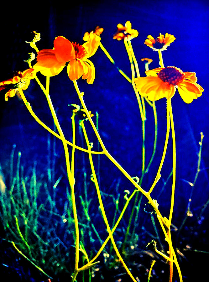 Weeds at Night Photograph by Charles Benavidez