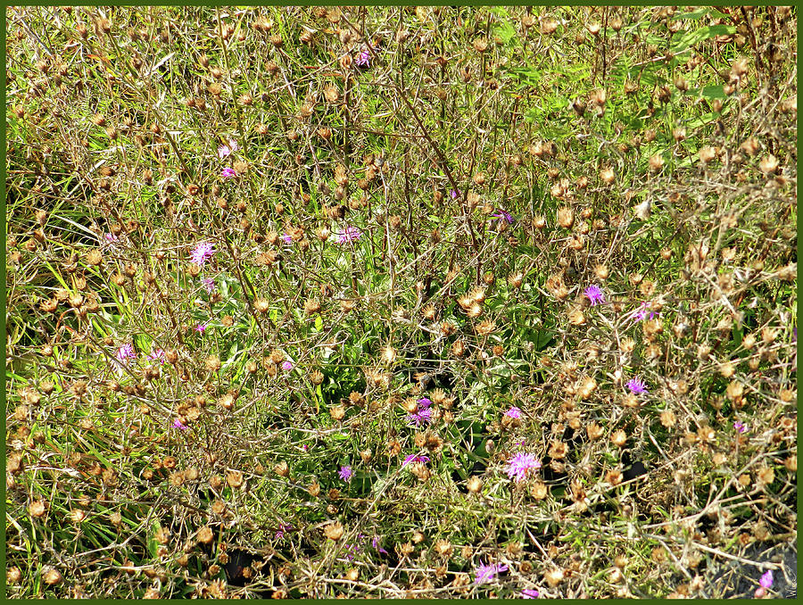 Weeds, Dried Wildflowers and Bloomed Wildflowers Under Threat By Saratoga Hospital Development Photograph by Lise Winne