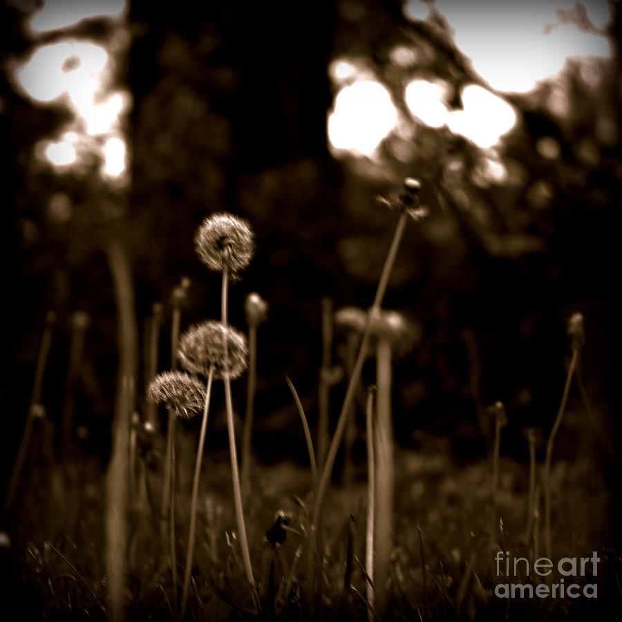 Weeds Photograph by Frank J Casella
