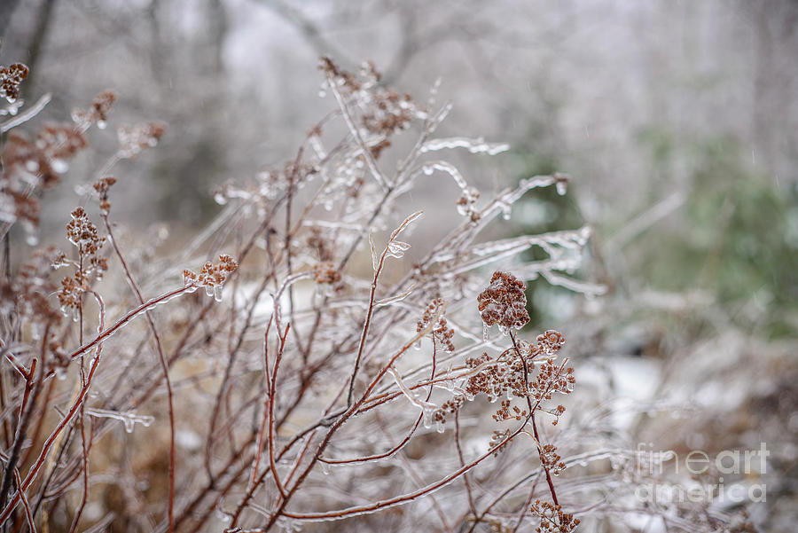 Weeds Frozen In Time Photograph by Alana Ranney