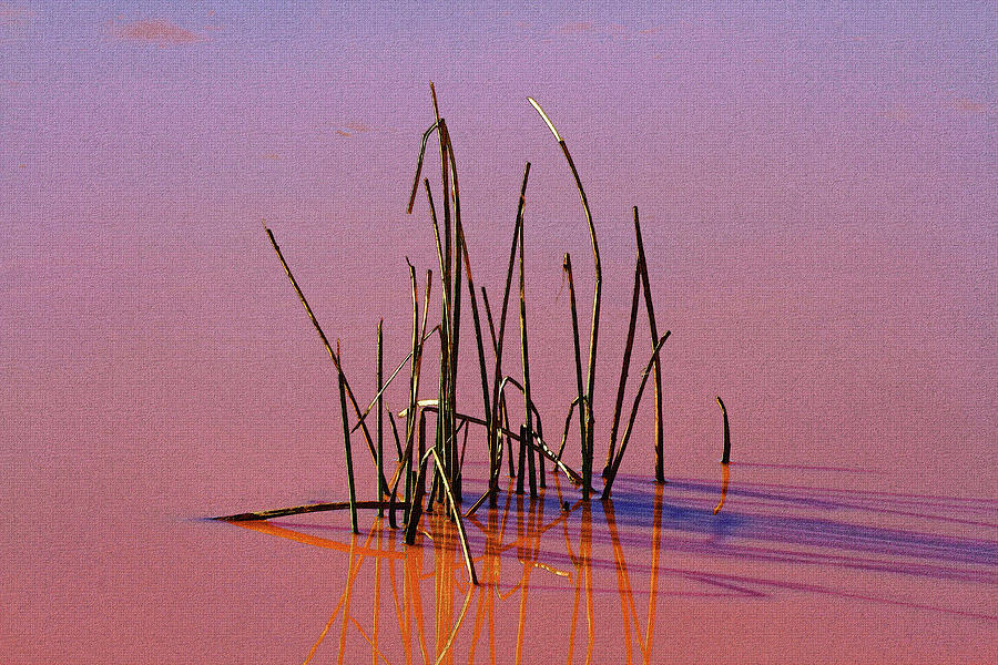 Weeds In The Pond Digital Art by Tom Janca Weeds In The Pond Digital Art by Tom Janca