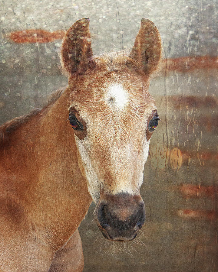Week Old Foal Photograph by Jerry Cowart