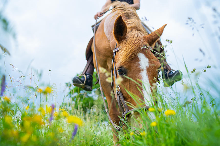 Weekend With Horse Outdoors In Meadow Photograph by Amriphoto