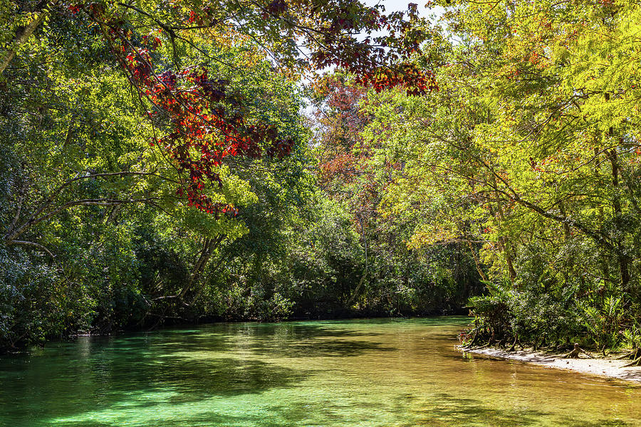Weeki Wachee River Fall Colors Photograph by Stefan Mazzola