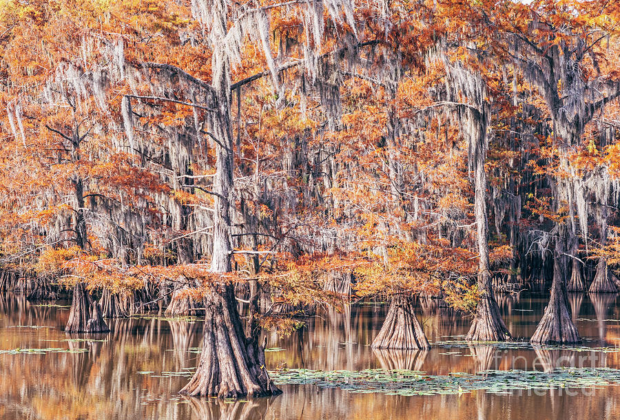 Weeping Bald Cypresses with Spanish Moss at Mill Pond - Caddo Lake State Park - Karnack East Texas by Silvio Ligutti Weeping Bald Cypresses with Spanish Moss at Mill Pond - Caddo Lake State Park - Karnack East Texas by Silvio Ligutti