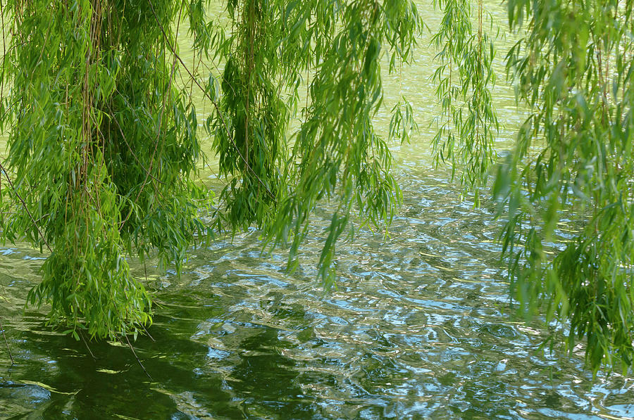 Weeping Branches of Willow Tree Photograph by Jenny Rainbow