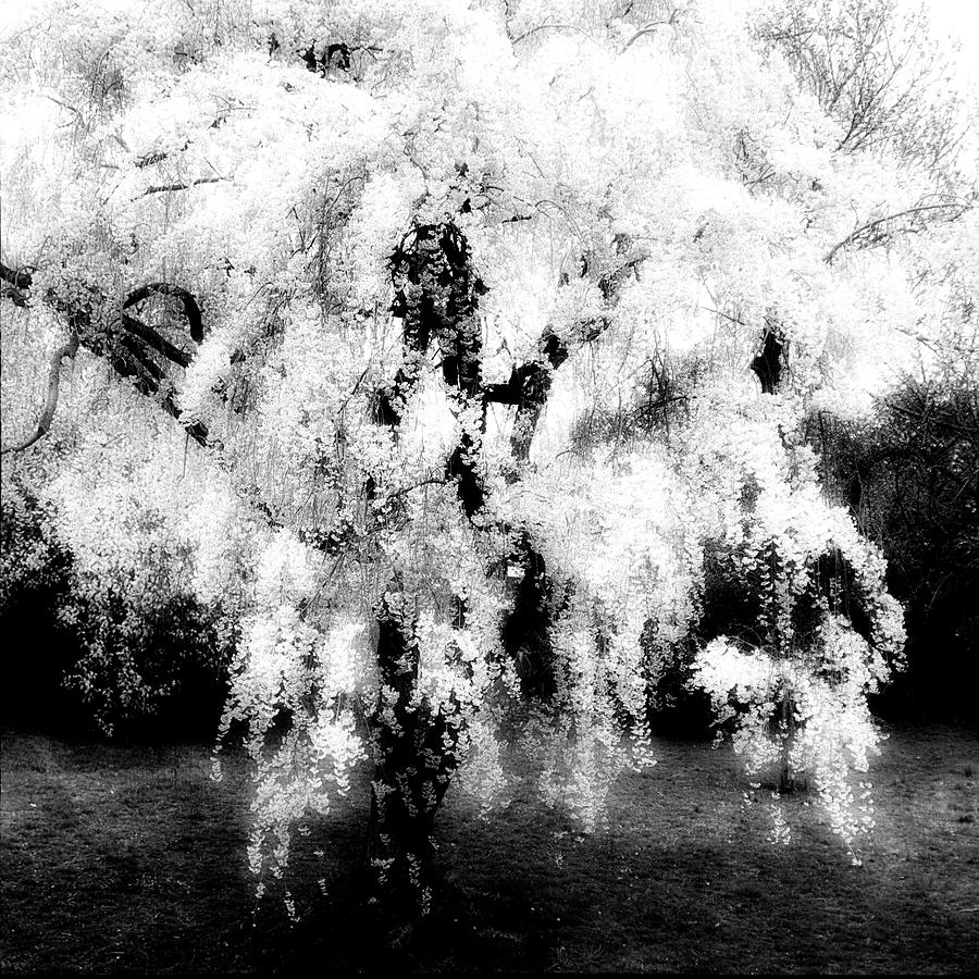Weeping cherry Photograph by Ana Luiza Cortez