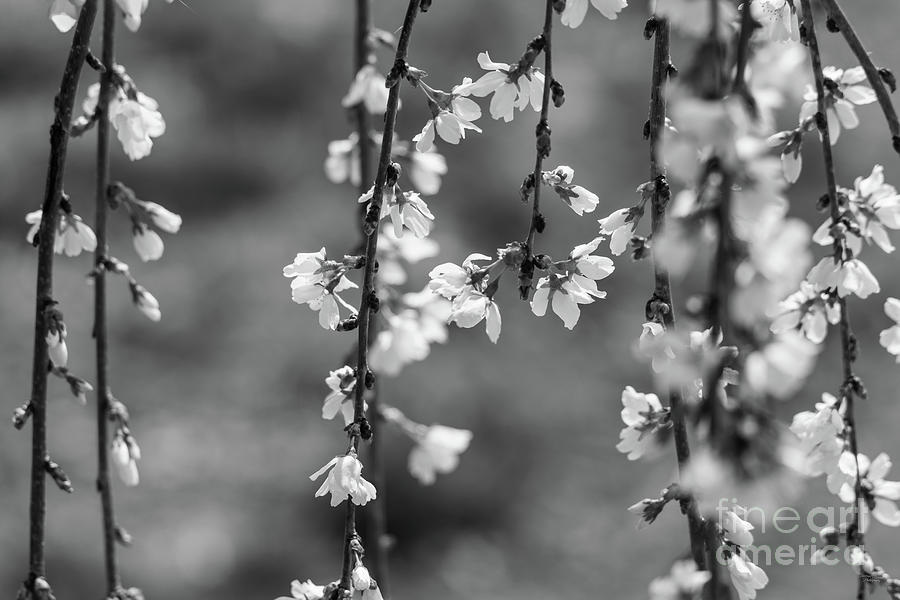 Weeping Cherry Blooms And Branches Grayscale Photograph by Jennifer White