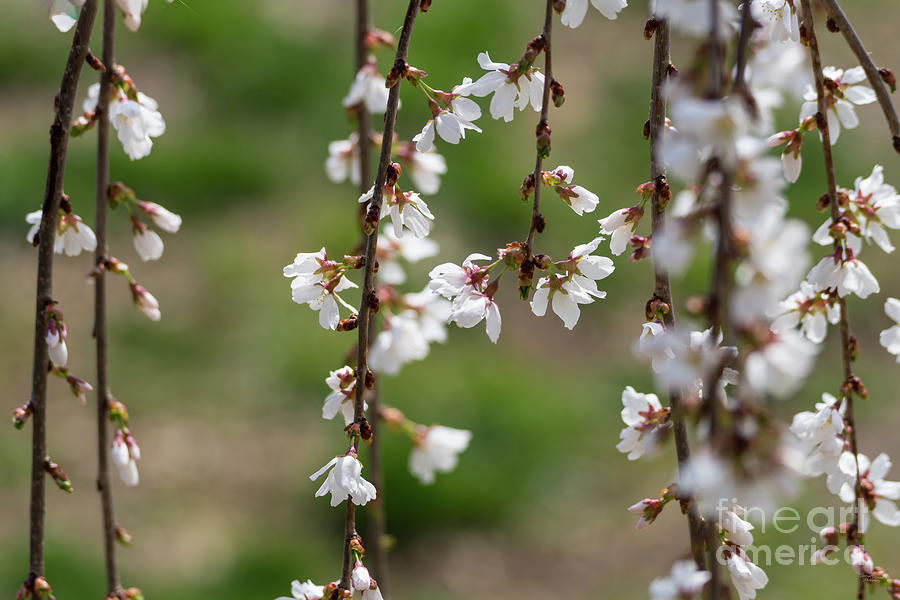 Weeping Cherry Blooms And Branches Photograph by Jennifer White