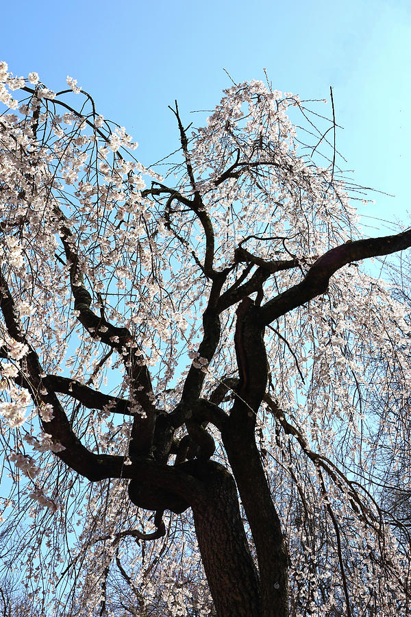 Weeping Cherry Blossom In Silhouette Photograph