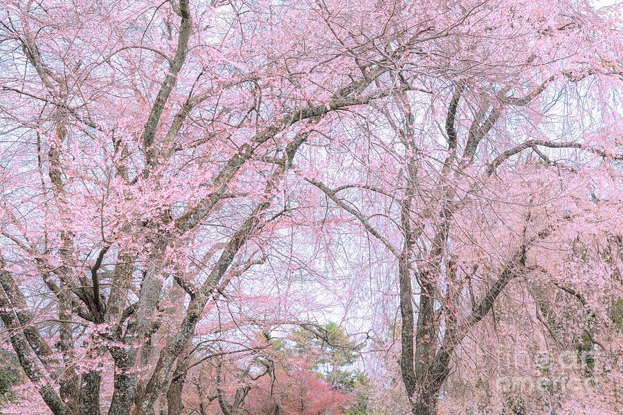 Weeping Cherry Blossoms Photograph