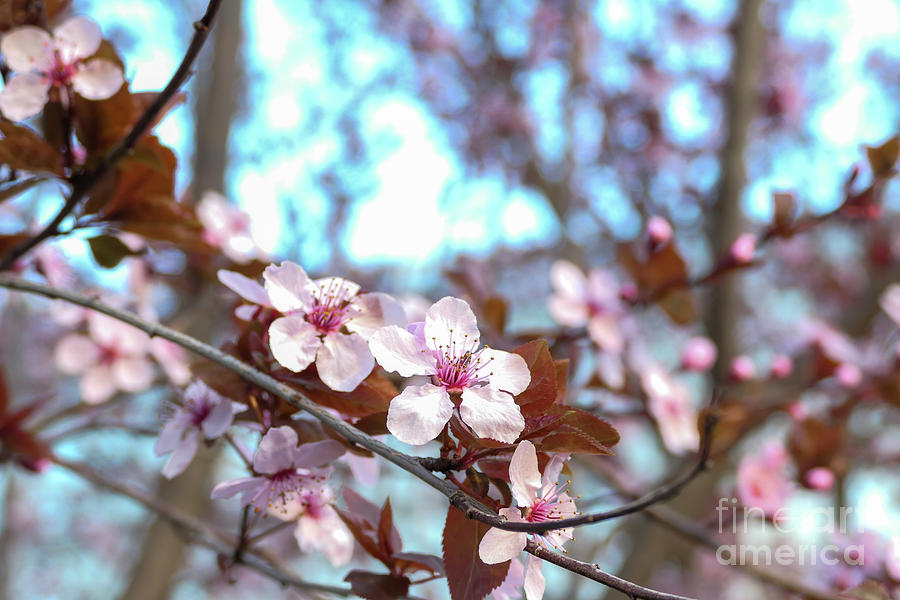 Weeping Cherry Blossoms On The Branch Photograph