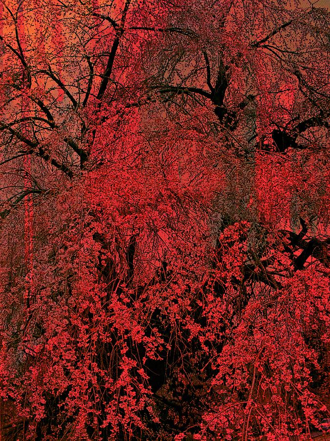 Weeping Cherry Deep Red Abstract Photograph by Mike McBrayer