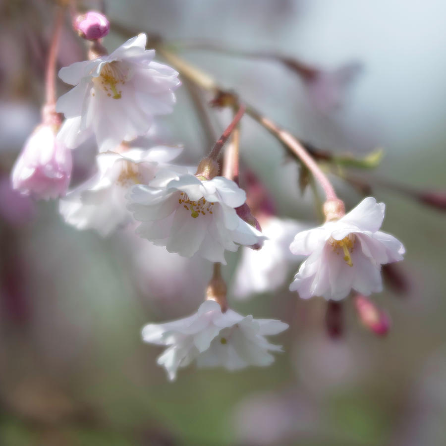 Weeping Cherry Photograph by Forest Floor Photography