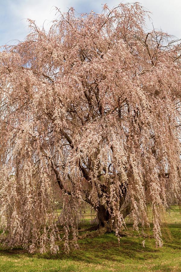 Weeping Cherry in Bloom Photograph by Liza Eckardt