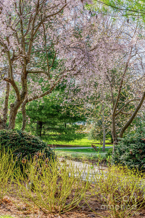 Weeping Cherry Spring Walkway Photograph by Jennifer White