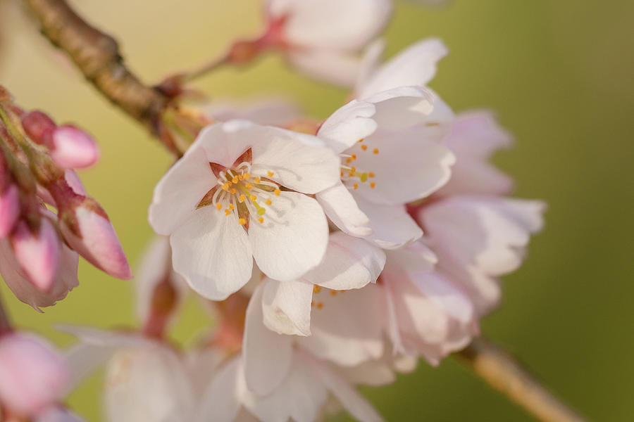 Weeping Cherry Tree Blossoms 1 Photograph by Joni Eskridge