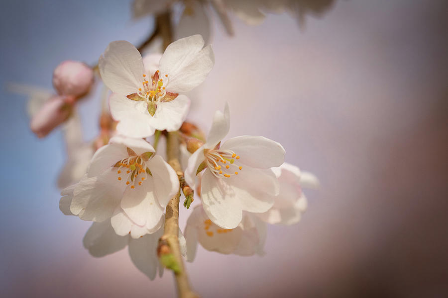 Weeping Cherry Tree Blossoms 2 Photograph by Joni Eskridge