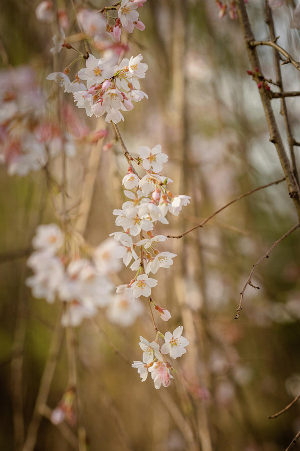 Weeping Cherry Tree Blossoms 3 Photograph by Joni Eskridge