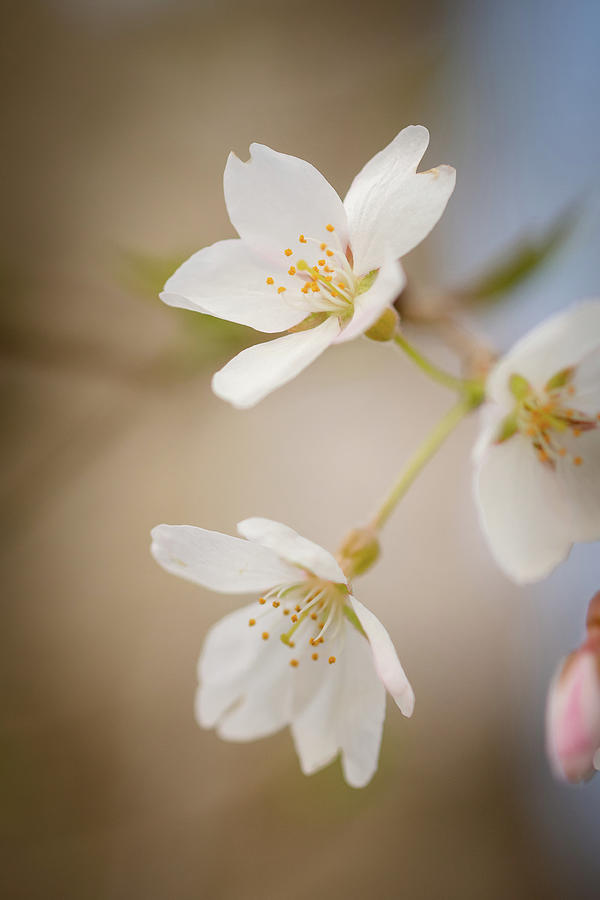 Weeping Cherry Tree Blossoms 4 Photograph by Joni Eskridge