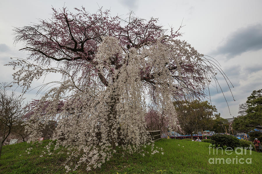 Weeping Cherry Tree Photograph by Eva Lechner