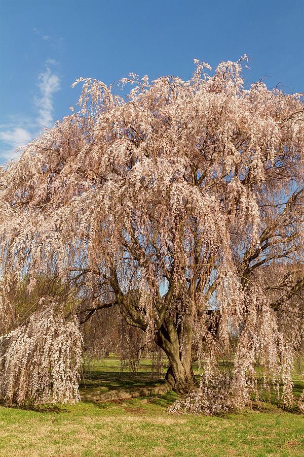 Weeping Cherry Tree Photograph by Liza Eckardt